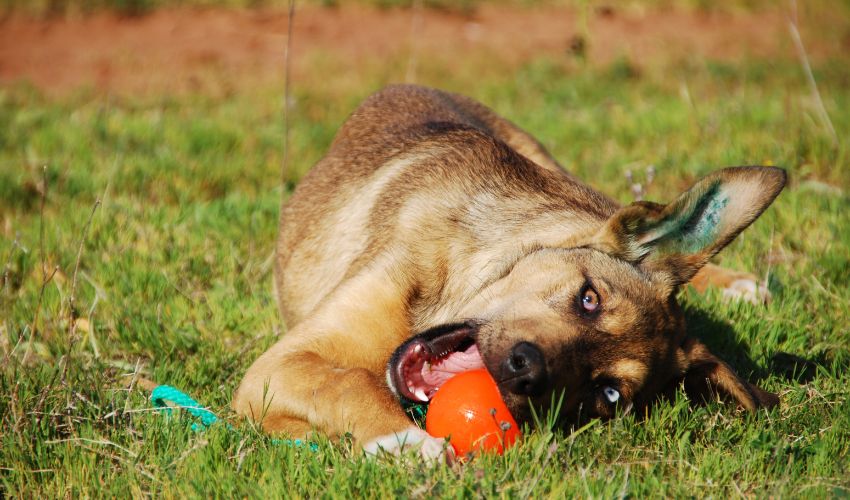 Ultimate Guide to Breeding Alaskan Malamutes: Tips for Health and Care