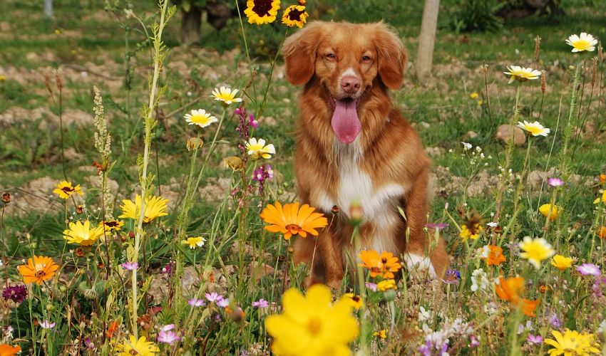 The Ultimate Guide to Top Food Choices for American Cocker Spaniels